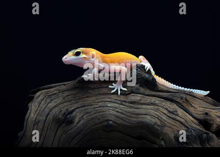 Foto ravvicinata di un gecko leopardo Foto Stock