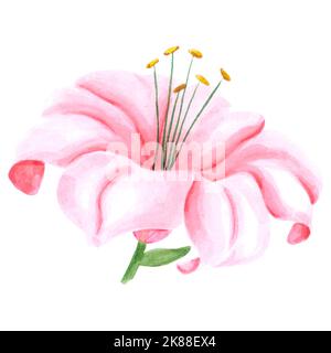 Acquerello a mano fiore di giglio rosa con foglie verdi su sfondo bianco. Disegno di album, poster tipografico, etichetta, banner, cartolina Foto Stock