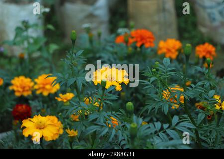 I marigolds nel flowerbed fioriscono splendidamente. Fiori luminosi su sfondo verde Foto Stock