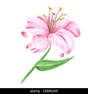 Acquerello a mano fiore di giglio rosa con foglie verdi su sfondo bianco. Disegno di album, poster tipografico, etichetta, banner, cartolina Foto Stock