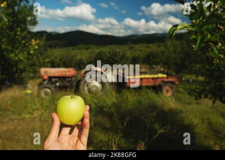 Mano che tiene una mela verde nel frutteto di mele e un trattore sullo sfondo. Foto Stock