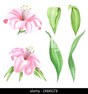 Acquerello a mano fiore di giglio rosa con foglie verdi su sfondo bianco. Disegno di album, poster tipografico, etichetta, banner, cartolina Foto Stock