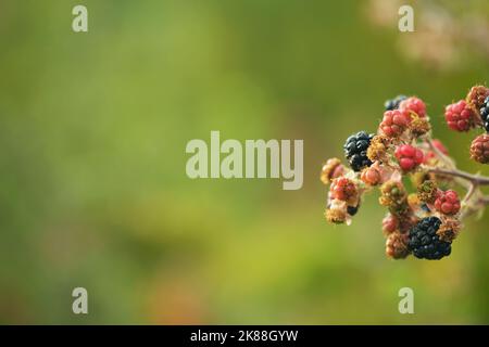 Primo piano di lamponi sul ramo Foto Stock