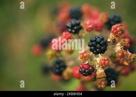 Primo piano di lamponi sul ramo Foto Stock