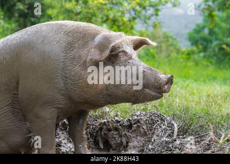 Primo piano di una Sus scrofa domestica, scrofa o Marrana, seduta su una pozza di fango riposante tranquillamente all'aria aperta, il suo corpo coperto di fango. Maiale peloso Foto Stock