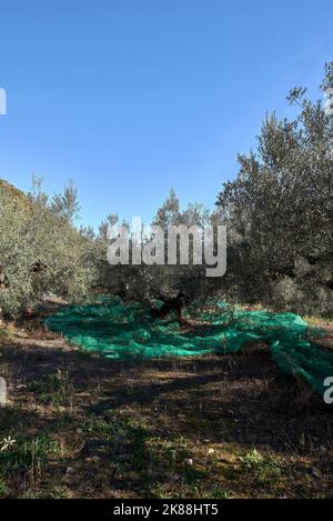 Campo di olivi centenari pronti per la raccolta. Agricoltura mediterranea tradizionale. Cielo blu Foto Stock