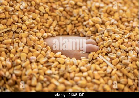 piede del bambino piccolo sepolto e intrappolato nello strato superiore di mais in un contenitore di deposito di grano. Foto Stock