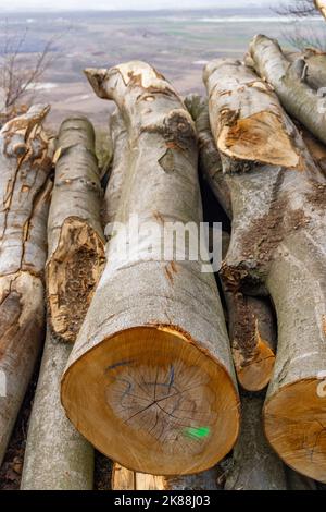 Industria del legno, potato alberi su una discarica di legno Foto Stock