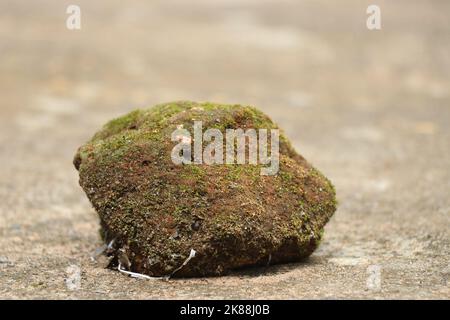 Pezzo di vecchio mattone coperto di muschi che si adagia su un pavimento di cemento esposto alla luce del sole in una giornata intensa Foto Stock