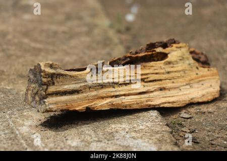 Pezzo unico di legno secco posato su un pavimento di cemento su una luce naturale Foto Stock