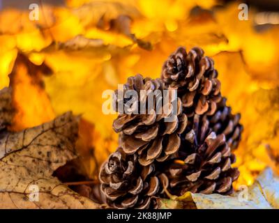 CONCETTO AUTUNNO : DECORAZIONE AUTUNNALE Foto Stock