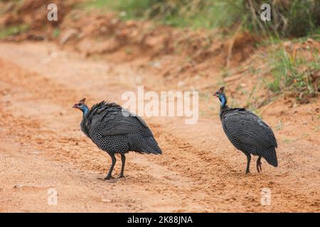 Coppia di guineafls aiutati (Numida meleagris) nel Parco Nazionale Masai Mara, Kenya Foto Stock