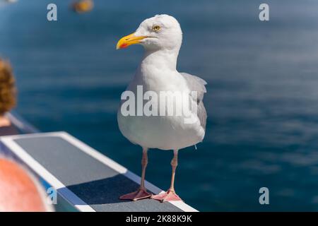 Gabbiano comune (gabbiano aringa) arroccato su una barca in Galles Foto Stock