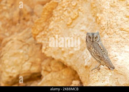 Un gufo pallido (Otus brucei) che riposa sulle rocce di un wadi nel deserto del Kuwait. Foto Stock