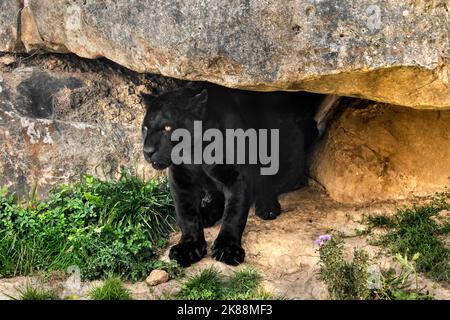 melanistico jaguar / pantera nera (Panthera onca) sotto la roccia, morph di colore nero, nativo del Centro e Sud America Foto Stock