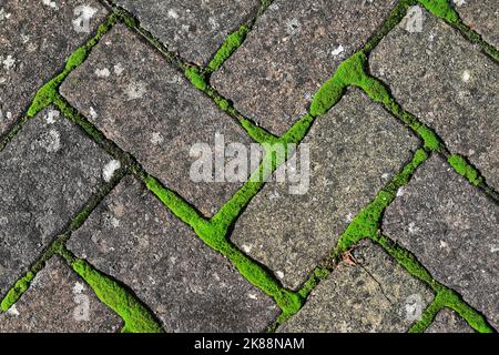 Moss crescente tra pietre per pavimentazione Foto Stock