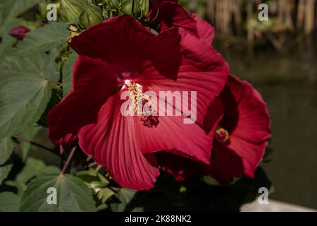 Hibiscus mosscheutos Southern Belle Hibrid Foto Stock