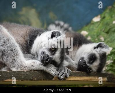 Coppia addormentata di limur a coda di anello o di catta di lemur. Gli animali pelosi grigi hanno un pisolino su una tavola di legno. Foto Stock