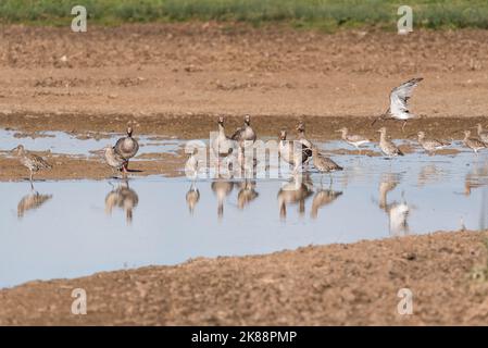 Curlews in piedi (Numenius aerquata) Foto Stock