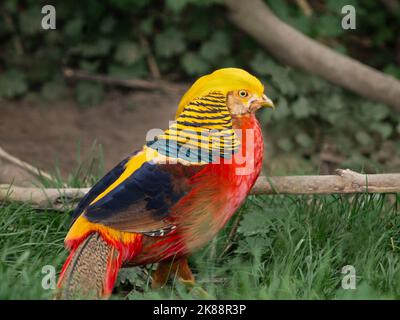 Fagiano d'oro o Chrysolophus pictus, noto anche come fagiano cinese. Uccello luminoso con piume color arcobaleno in erba. Foto Stock