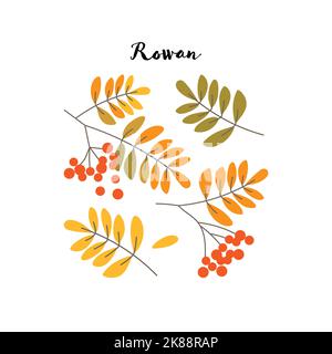 Foglie e bacche di Rowan nei colori autunnali Illustrazione Vettoriale