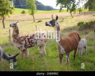 Bella scena fattoria all'alba con gruppo di alpaca grigia, marrone e nera a piedi e pascolo su collina erbosa retroilluminata al sorgere del sole con alberi in backgroun Foto Stock