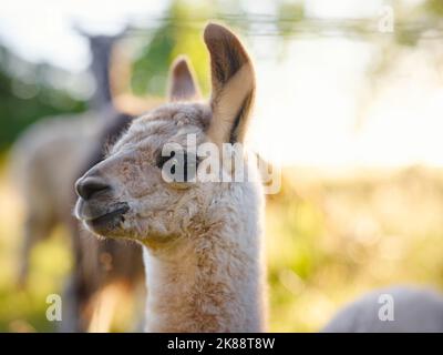 Bella scena fattoria all'alba con gruppo di alpaca grigia, marrone e nera a piedi e pascolo su collina erbosa retroilluminata al sorgere del sole con alberi in backgroun Foto Stock