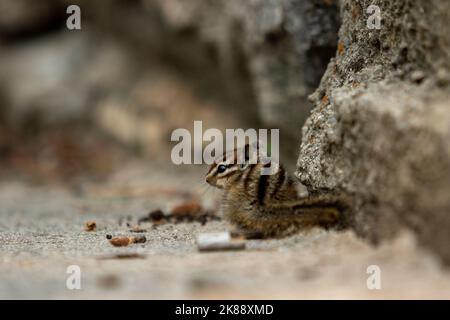 Un primo piano di un piccolo cippino vicino ad un mucchio di semi Foto Stock