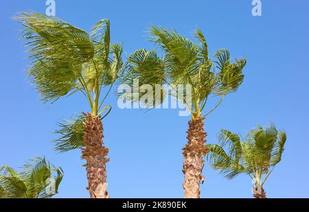 Foto delle palme di Doum in una giornata ventosa contro il cielo blu. Foto Stock