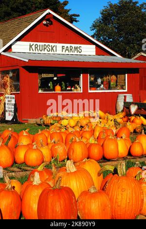 Zucche autunnali sono in vendita e in esposizione di fronte a una piccola fattoria in autunno poco prima di Halloween Foto Stock