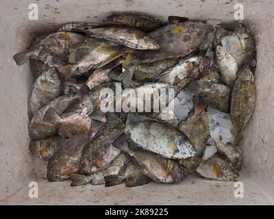 Pesce fresco di mare grigio in un vassoio con ghiaccio, Mar Rosso, Egitto Foto Stock