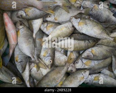 Pesce fresco pescato in un vassoio al bazar, Mar Rosso, Egitto Foto Stock