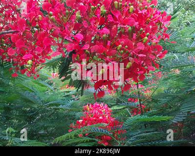 Astrazione luminosa, sfondo artistico, fiori rossi sullo sfondo di foglie verdi Foto Stock