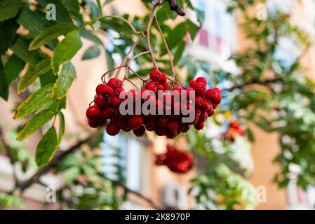 Rami di Rowan con la frutta matura primo piano. Bacche rosse di rowan sui rami dell'albero di rowan, chiocciole mature di rowan e foglie verdi. Foto Stock