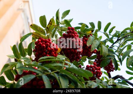 Rami di Rowan con la frutta matura primo piano. Bacche rosse di rowan sui rami dell'albero di rowan, chiocciole mature di rowan e foglie verdi. Foto Stock