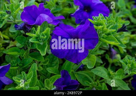 La gloria mattutina è un bel fiore viola. I fiori a forma di tromba dai colori vivaci hanno una leggera fragranza e sono popolari con le farfalle e h Foto Stock