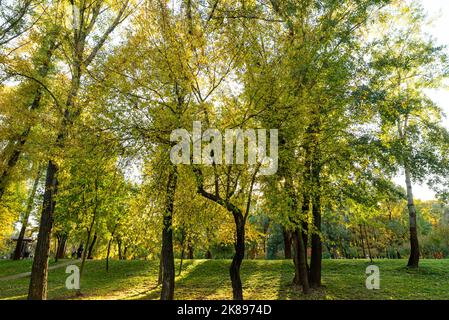 autunno foresta nel sole di tramonto grande tronco di quercia spessa in parco in raggi di sole di tramonto Foto Stock