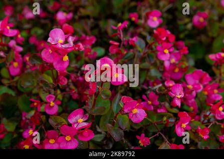 Modello di bella naturale rosso e rosa begonia fiori texture piena fioritura in giardino fiorito per sfondo e carta da parati Foto Stock