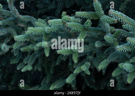 Particolare dell'albero di Pinsapo, (Abies pinsapo), nel Parco Nazionale della Sierra de las Nieves, Malaga, Spagna Foto Stock