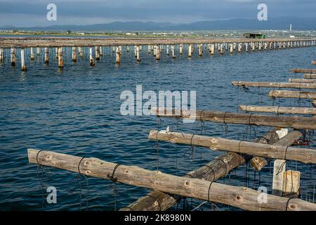 A Fangar Bay si coltivano cozze e ostriche. Riserva Naturale del Delta dell'Ebro, Tarragona, Catalogna, Spagna. Foto Stock