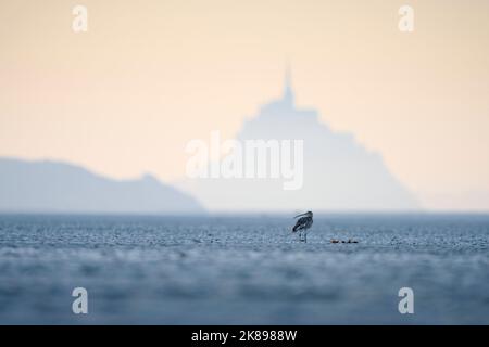 Curlew eurasiatico (numenius arquata) sul litorale durante la bassa marea. Baie du mont Saint Michel, Manica, Normandie, Francia. Foto Stock