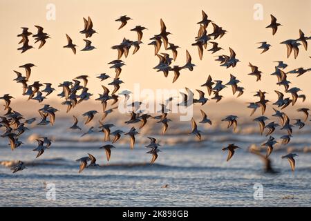 Sanderling (calidris alba) con alcuni dunlin in volo durante la migrazione autunnale Baie du mont Saint Michel, Manica, Normandie, Francia. Foto Stock