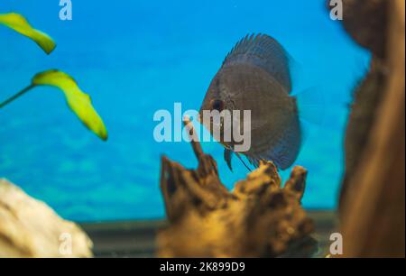 Bella vista del pesce di cichlid di serpente blu che nuotano in acquario. Svezia. Foto Stock