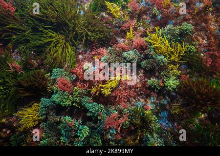 Pavimento colorato dell'oceano coperto da varie alghe viste dall'alto, scena subacquea naturale, oceano Atlantico, Spagna, Galizia Foto Stock