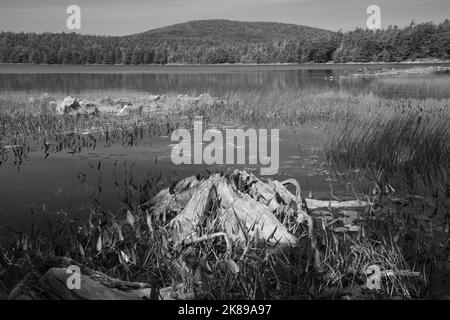 Una foto d'arte in bianco e nero di un vecchio albero sbiancato dal sole lungo il bordo di Eagle Lake, Acadia National Park, Mount Desert Island, Maine, USA Foto Stock