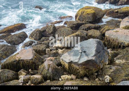 Rocce lungo la costa del Maine ricoperte di alghe e alghe marine nell'Acadia National Park, Mount Desert Island, Maine, USA Foto Stock