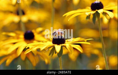 Macro immagine di un'ape di miele completamente ricoperta di polline che si erge sulla sommità del cono marrone cioccolato di una Rudbeckia giallo brillante. Agosto, Inghilterra Foto Stock