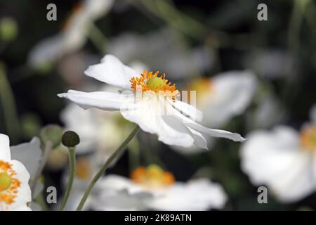 Immagine macro dell'anemone bianco puro Honorine Jobert. Giardino all'inglese, settembre Foto Stock