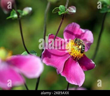 Un'ape di miele raccoglie polline e nettare dalle stampini gialle di un fiore rosa di anemone, l'Anemone giapponese 'Rosenschale'. Settembre, Inghilterra Foto Stock