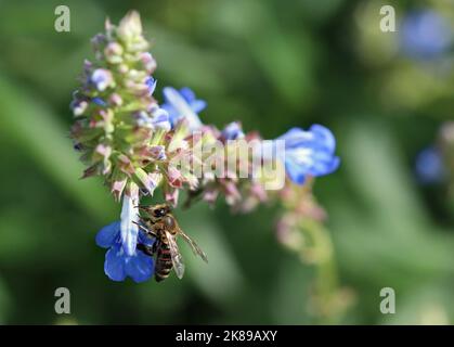 Macro immagine di un'ape di miele che raccoglie nettare dalla Salvia Uliginosa blu 'cieli africani'. Fotografato in un giardino inglese nel mese di ottobre Foto Stock